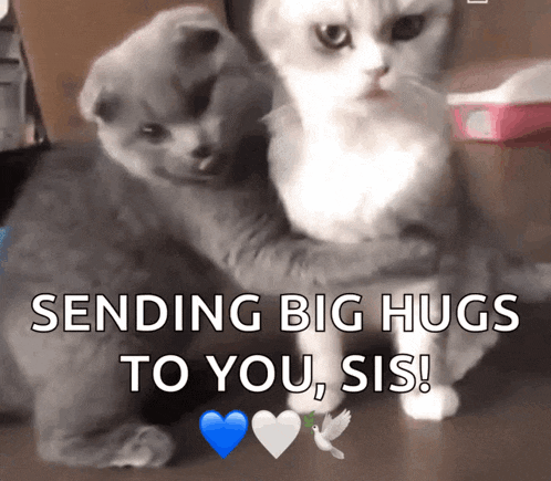 two cats hugging with the words sending big hugs to you sis on the bottom