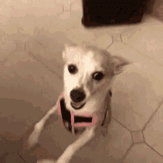 a small white dog wearing a pink harness and muzzle is standing on its hind legs on a tiled floor .
