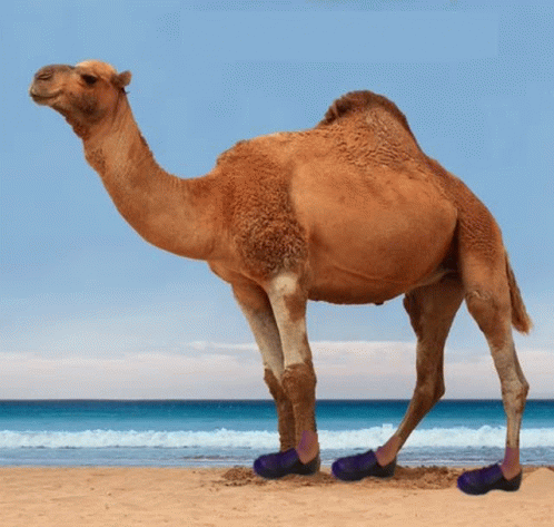 Happy Humpday Poon Shoes GIF - Happy Humpday Poon Shoes GIFs