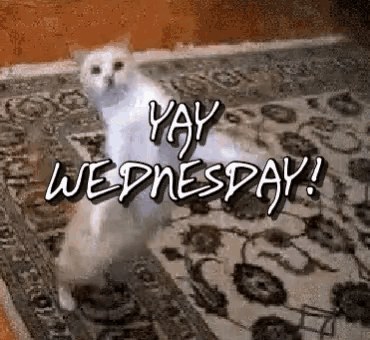 a white cat on a rug with the words yay wednesday written above it