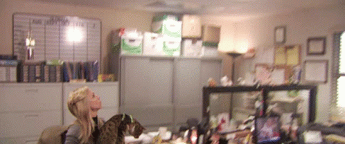 The Office Throw GIF - The Office Throw Cat GIFs