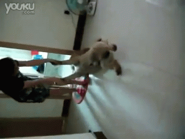 Dog Plays Dead To Avoid Bath Time GIF - Dog Playdead Pets GIFs