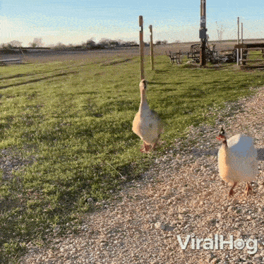Goose And Guinea Fowl Are Approaching Viralhog GIF - Goose And Guinea Fowl Are Approaching Goose Guinea Fowl GIFs