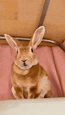 a brown and white rabbit is sitting on a pink couch and looking at the camera