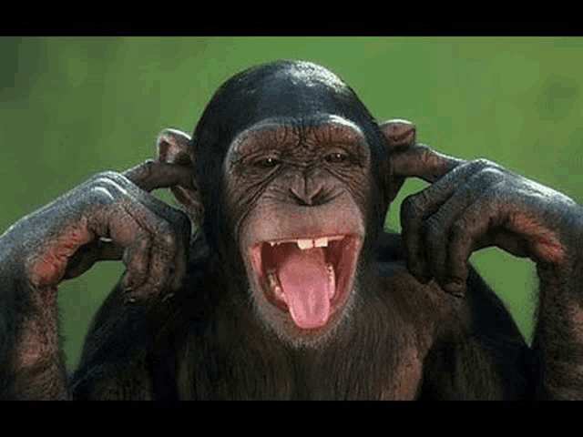 a chimpanzee is sticking its tongue out and covering its ears with its hands .