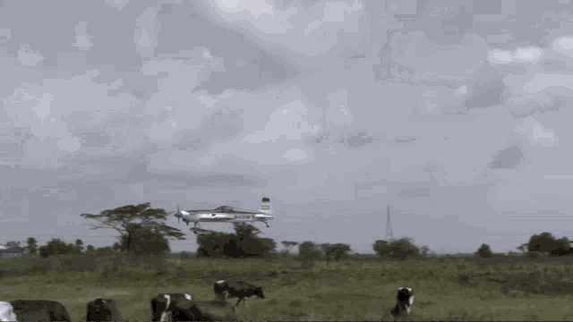 cows graze in a field with a plane in the background that says ' airways ' on it