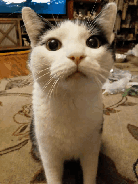 a black and white cat sitting on a rug looking up