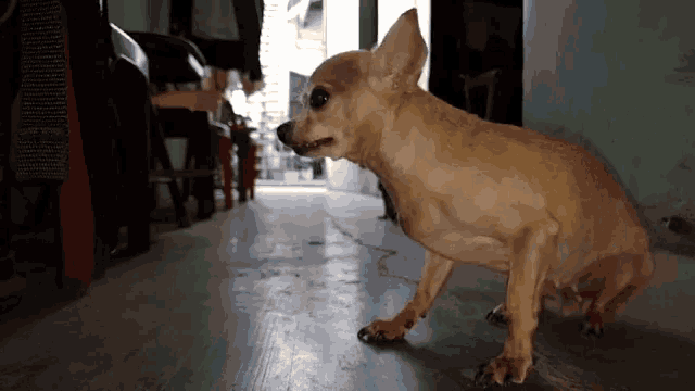 a small brown dog standing on a concrete floor with its mouth open