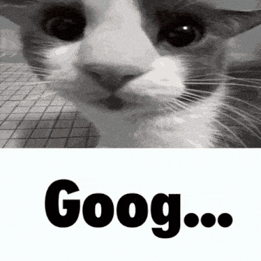 a black and white photo of a cat and the word goog below it