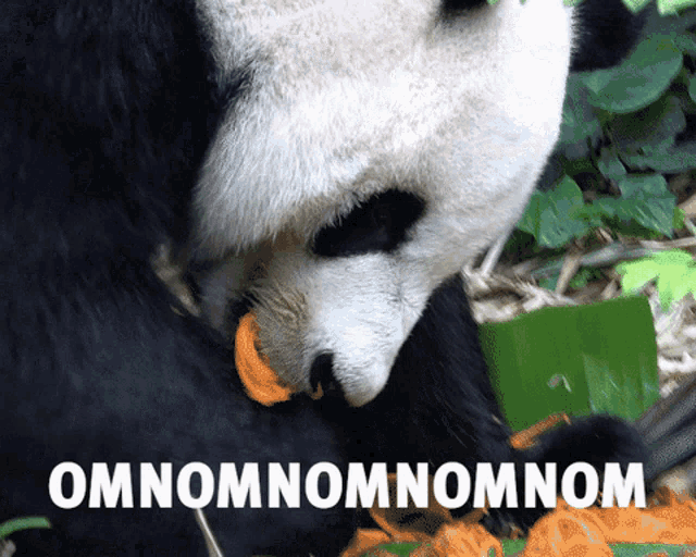 a panda bear eating a carrot with omnomnomnom written on the bottom