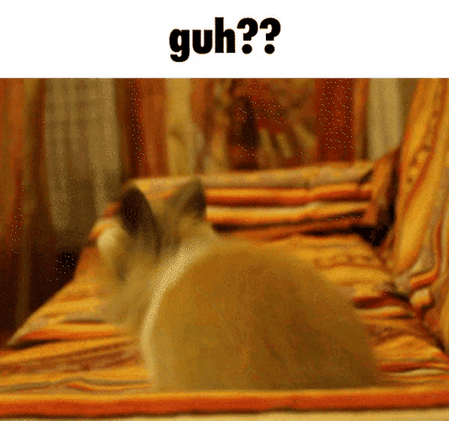 a blurred image of a cat laying on a couch with the caption guh??