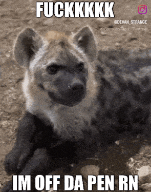 a picture of a hyena with the words fuckkkk im off da pen rn