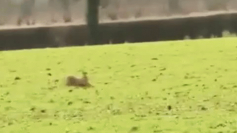 Lepre Correre Scappare Oggi No Natura GIF - Hare Running Run Away GIFs