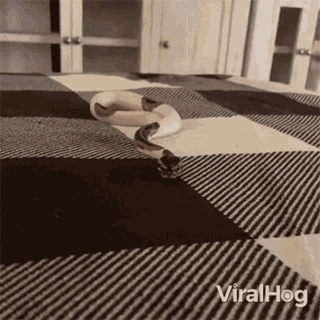 Snake Viralhog GIF - Snake Viralhog Slithering GIFs