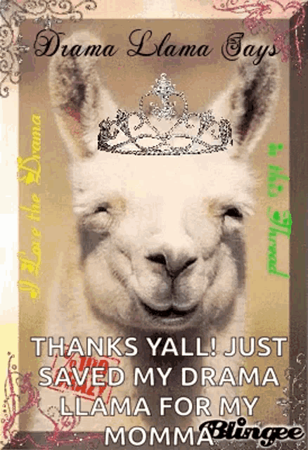 a picture of a llama with a tiara on its head says drama llama says