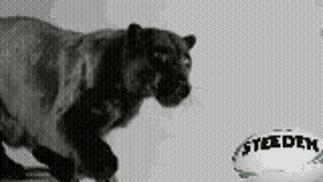 a black and white photo of a tiger and a steelers ball