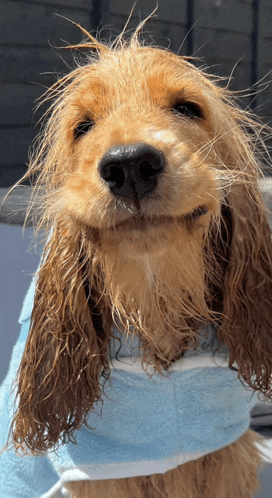 a cocker spaniel is wearing a blue and white towel around its neck