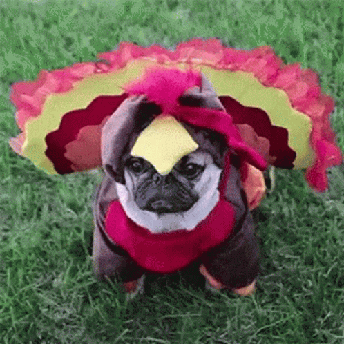 Dog Thanksgiving GIF - Dog Thanksgiving Costume GIFs