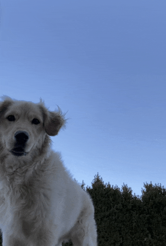 a dog with a blue sky behind it