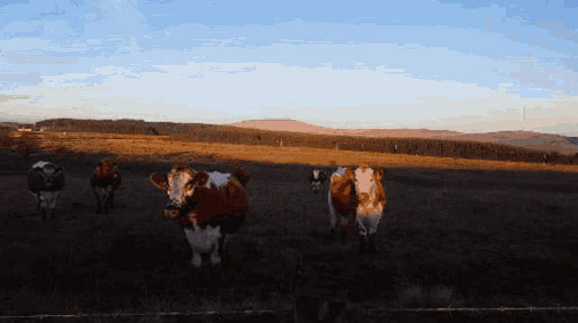 Antrim Hills Cows GIF - Antrim Hills Cows Sunset GIFs