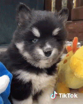 Cutest Fluffy GIF - Cutest Fluffy Dog GIFs
