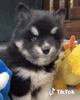 a black and white puppy is sitting next to a stuffed animal and a tiktok sticker