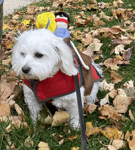 a small white dog wearing a red vest and a hat is sitting in a pile of leaves