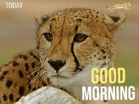 a picture of a cheetah with the words today good morning