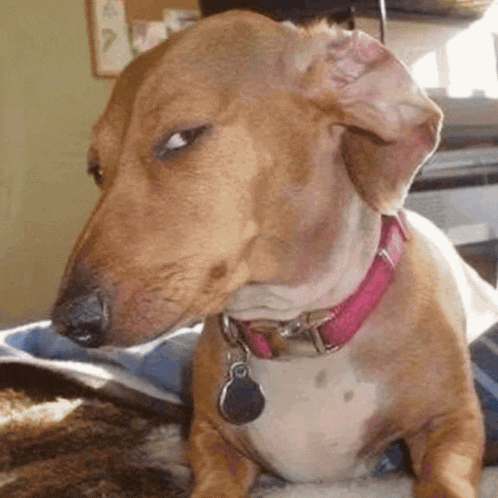 a dachshund wearing a pink collar is laying down on a bed .