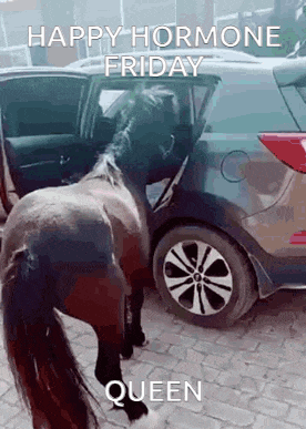 a pony is standing next to a car with the door open and the words `` happy hormone friday queen '' written on it .