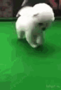 a white dog is playing pool with a yellow ball on a pool table .
