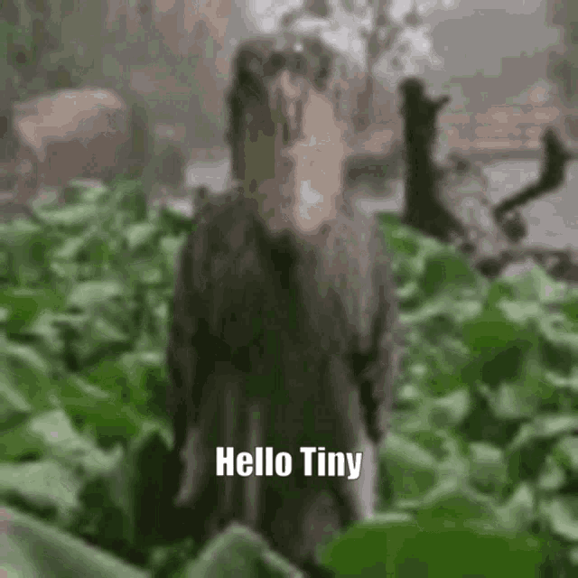 a blurred image of a person standing in a field of leaves with the words `` hello tiny '' written on it