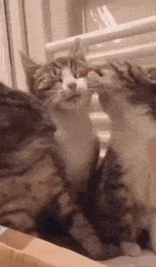 two cats are kissing each other on the nose while sitting next to each other .