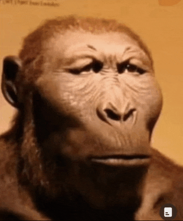 a close up of a monkey 's face with the letter b on the bottom