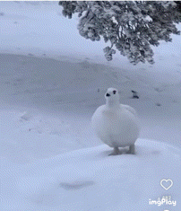 a white bird standing in the snow with a heart in the bottom right corner
