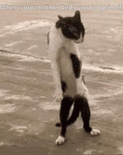 I Know Karate Cat GIF - I Know Karate Cat When Your Mother Tells You To Get Off GIFs