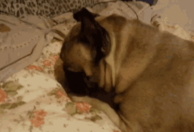 a dog is sleeping on a bed with a floral comforter
