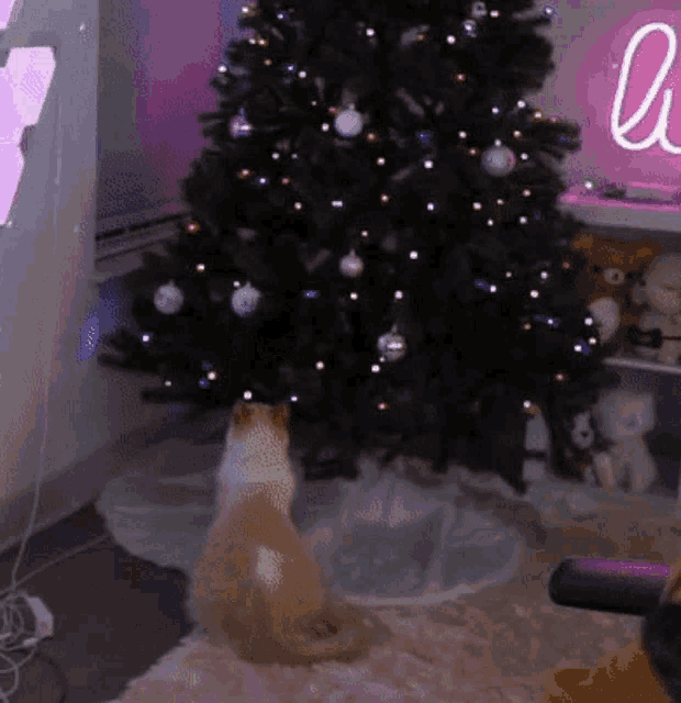 a cat sitting in front of a christmas tree in a room