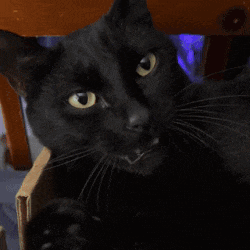 a close up of a black cat with yellow eyes looking at the camera