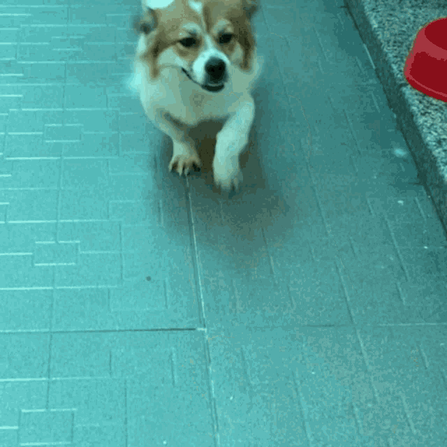 a brown and white dog is walking down a hallway next to a red bowl