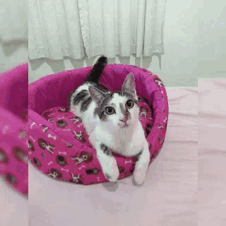 a cat is laying on a pink dog bed