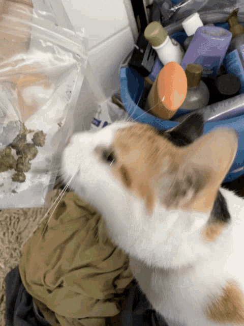 Weeds Cat GIF