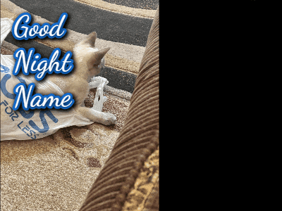 a cat is laying on a plastic bag that says good night name