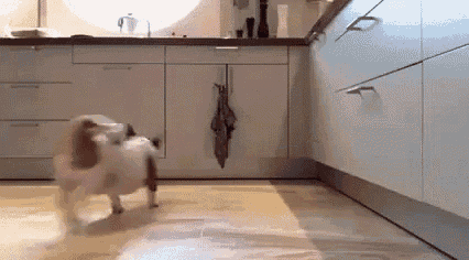 a dog is running in a kitchen next to a window