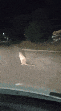 a bird is flying over a fence at night