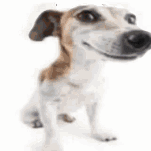 The Dog What The Dog Doin GIF