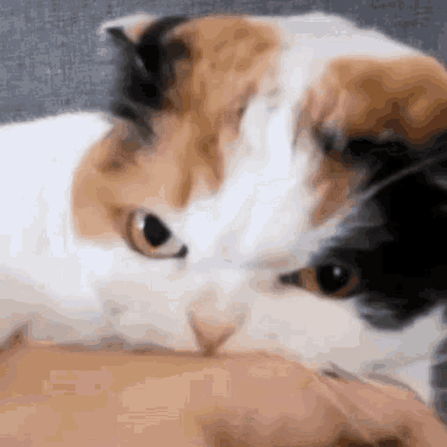 Tumamink Cat GIF - Tumamink Cat Bite GIFs