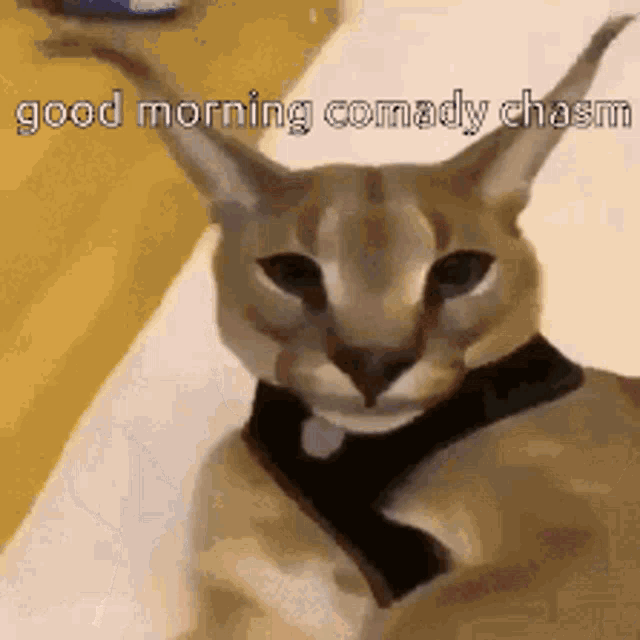 a cat wearing a black harness is sitting on a bed and says `` good morning comedy chasm '' .