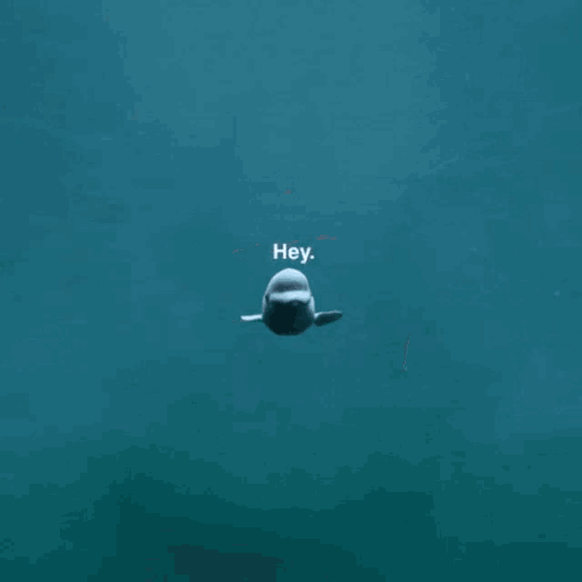 a dolphin swimming in the ocean with the words hey written above it