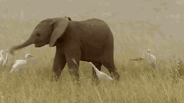 Nice Baby Elephant Playing GIF - Nice Baby Elephant Playing GIFs
